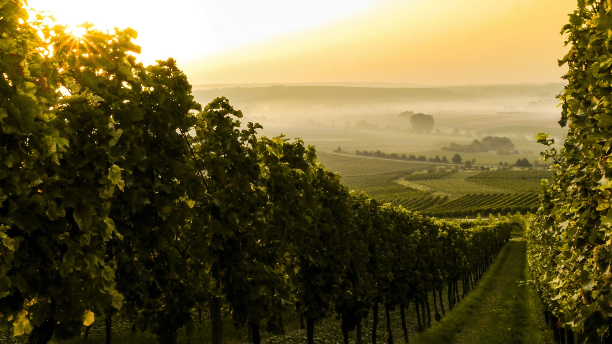 Vineyard landscape with rows of grapevines at sunset. Photo by Sven Wilhelm on Unsplash